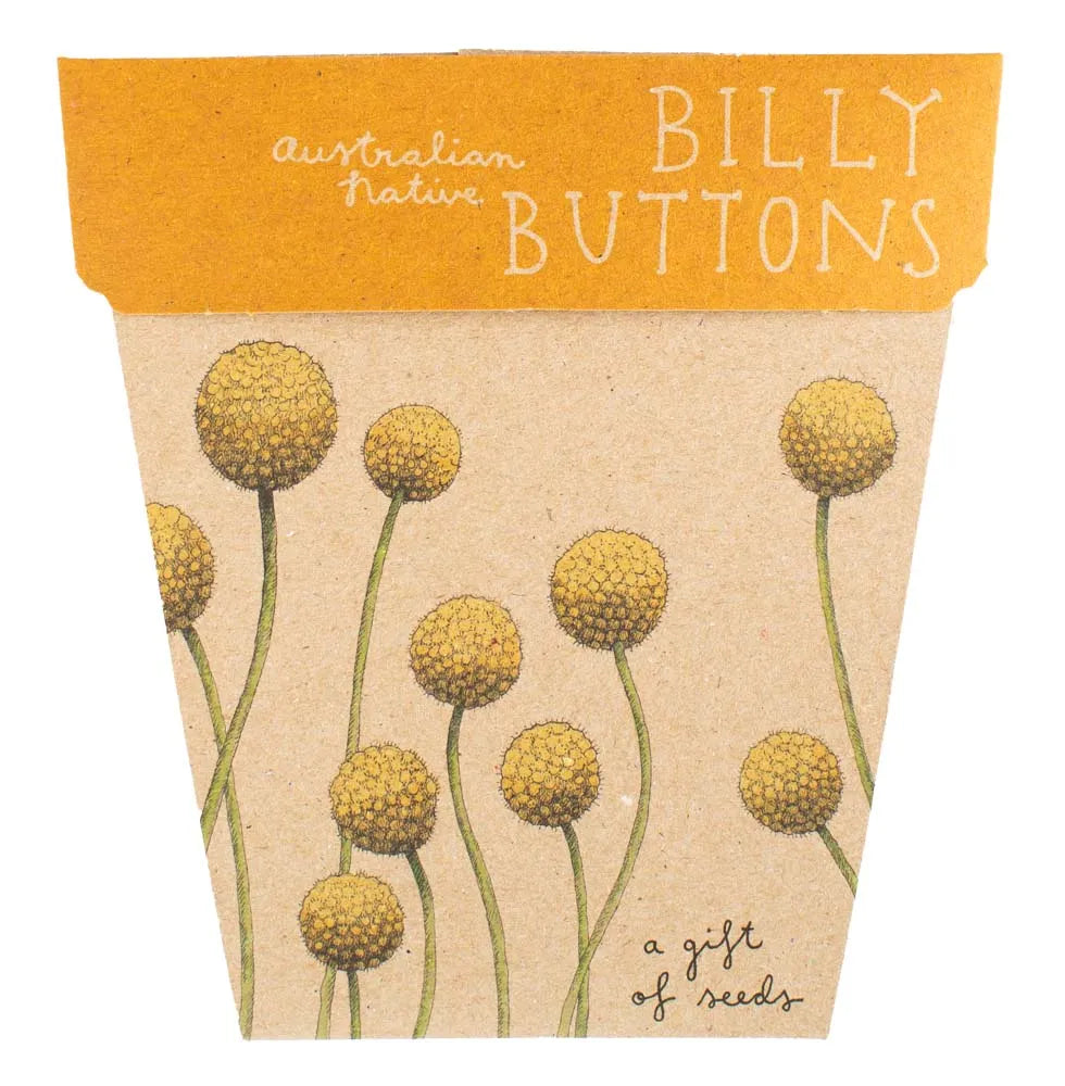 Sow 'n Sow Gift of Seeds - Billy Buttons