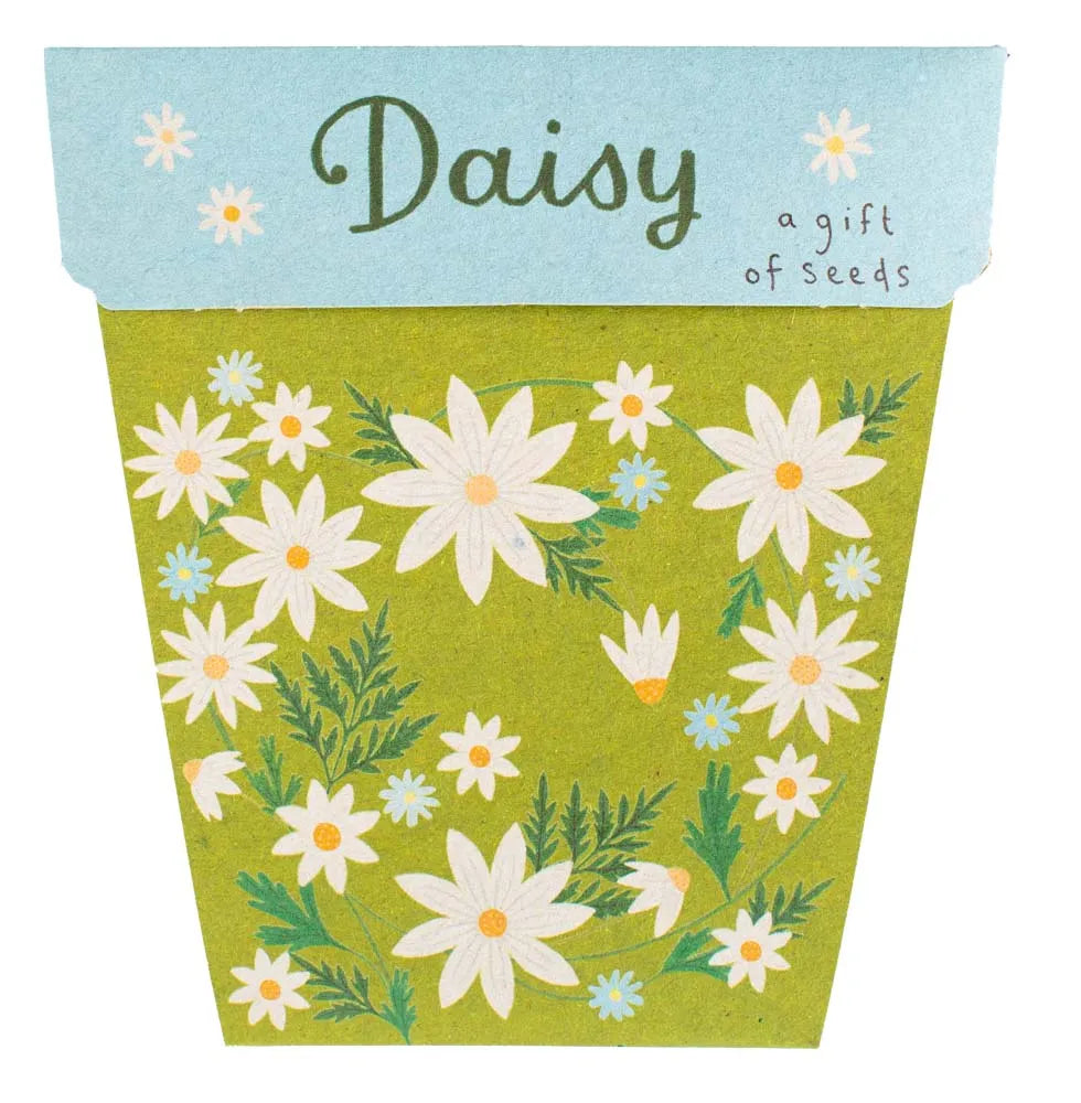 Sow 'n Sow Gift of Seeds - Daisy