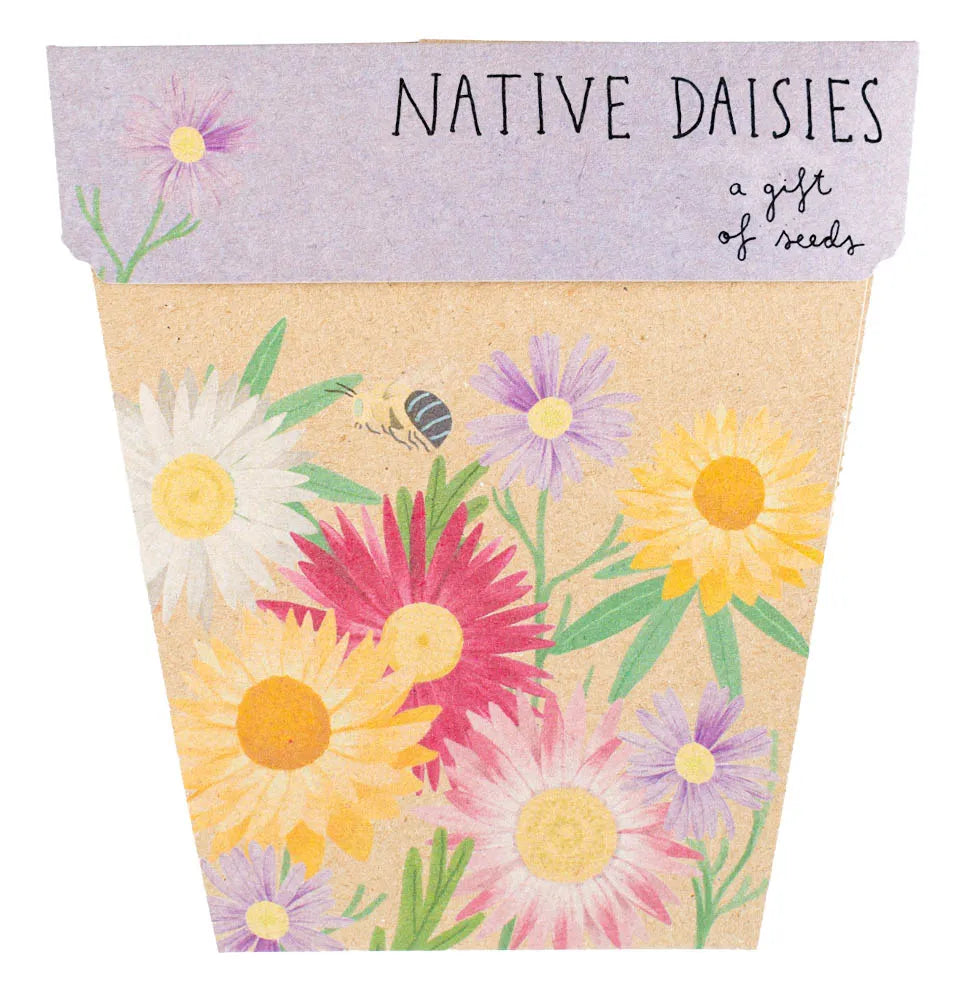 Sow 'n Sow Gift of Seeds - Native Daisies