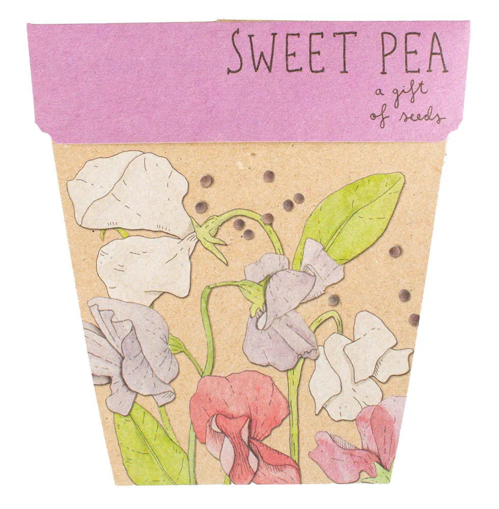Sow 'n Sow Gift of Seeds - Sweet Pea