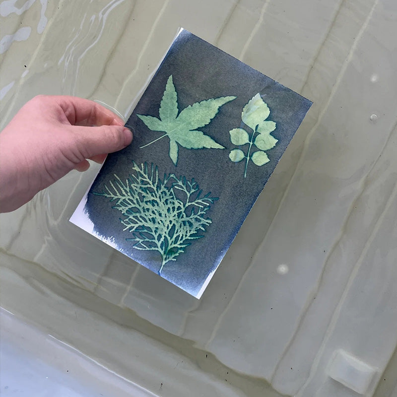 How Sun Paper Works Example Sun Printing Paper – Songbird Collection